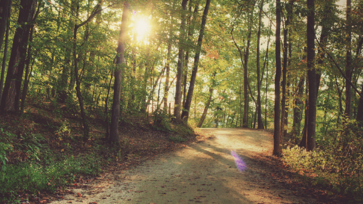 path in the woods with sunshine